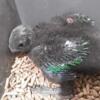 Red Sided Baby male Eclectus