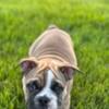 English Bulldog puppies