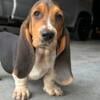 AKC BASSET HOUND PUPPY