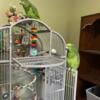 Yellow Crowned Amazon Baby Sisters + New Cages + New Play Stands, Travel Carriers, etc.