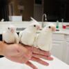 Hand fed White cockatiel baby