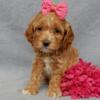 Cockapoo puppies for sale In Berlin Ohio