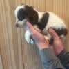 Miniature, dachshund, male puppy piebald