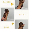 Dachshunds