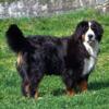 Bernese Mountain dog Puppies