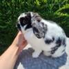 3.5 year old Proven Holland Lop doe