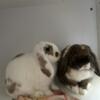 Pure Bred miniature holland lops