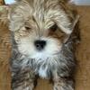 Morkie puppy
