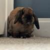 Spayed Female Plush Lop