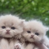 Persian kittens