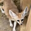 Fennec Fox proven breeders