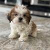 Teddy Bear Shih Chon (Shih Tzu bichon) ready now 
