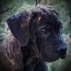 "Purebred Boerboel Puppies for Sale: Exceptional Bloodlines, Robust Health, and Loving Temperaments  Your Perfect Canine Companion Awaits