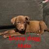 Puppies for sale