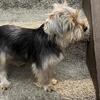 7 month old, traditional Male Yorkie