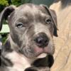 Pure Bred Staffordshire Bull Terrier Puppies For Sale