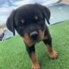 Females Rottweiler puppies available