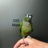 Male green cheek conure