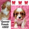 Cavalier King Charles puppies