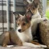 Bouncing Baby Boys ( Sheltie puppies )