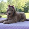 F1b Goldendoodle Milkshake Female