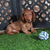 Beanie Adorable ACA Mini Dachshund