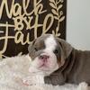 AKC English Bulldog Puppies