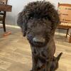 6 month old  Labradoodle Puppy