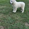 AKC Registered Female Great Pyrenees Puppies