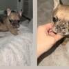 Male and female French bulldog pups for sale