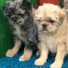 Pug-Tzu puppies up for grabs!