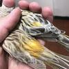 Canaries 