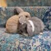 Holland Lop Bunnies!