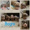 XL American Bully puppies