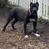 Presa Canario  Male