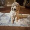 Goldendoodle