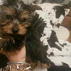 Male yorkie