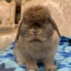 Purebred holland lop proven fox doe from great lines!