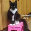European maine coon
