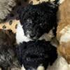 F1bb medium Bernedoodle puppies