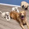 Golden retriever puppies