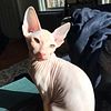 Hairless Peterbald Sphynx