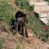 GERMAN WIREHAIRED POINTER