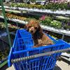Female mini poodle 1 year old