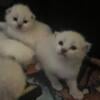 5 Ragdoll kittens Kats Ravishing Ragdolls