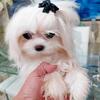 Korean Maltese Stud  Akc