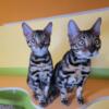 Bengal Kittens from JungleKitten TICA/ CCA