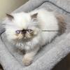 Chocolate point Himalayan 