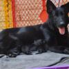 Black German shepherd female