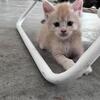 Maine coon babies